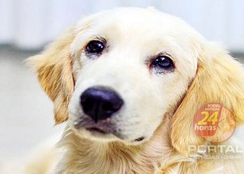 [ALES] Projeto de Lei defende mobilização a favor dos animais