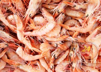 [Camarões Rosa] Portaria estabelece normas para pesca de camarão no Sul e Sudeste