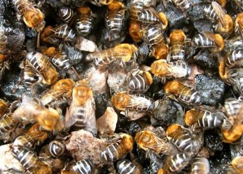 Destino da abelha uruçu-capixaba foi debatido em Venda Nova do Imigrante