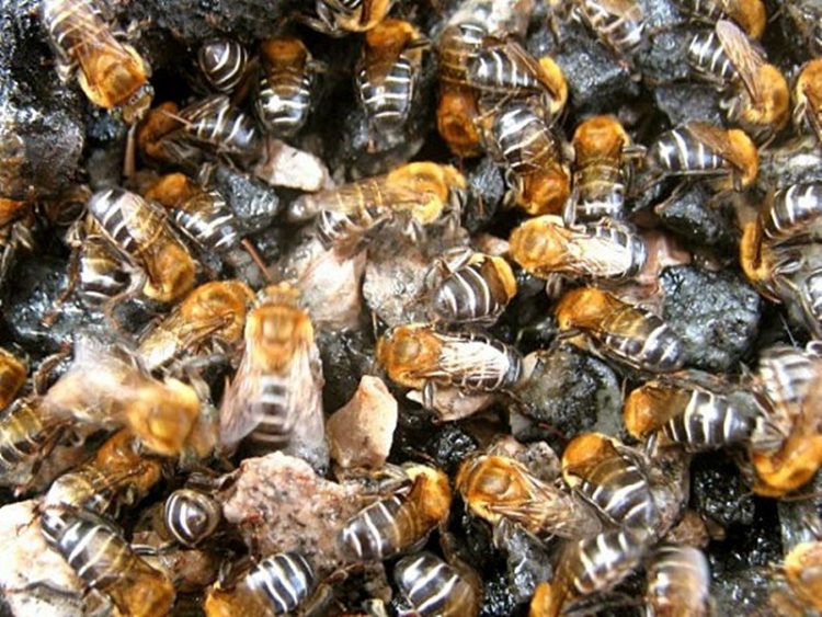 Destino da abelha uruçu-capixaba foi debatido em Venda Nova do Imigrante