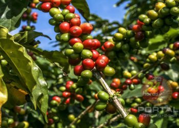 Ministério da Agricultura define direcionamento de recursos do Funcafé na safra 2022/23