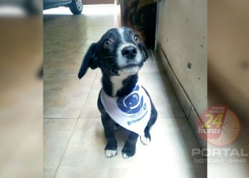 [40 animaizinhos] Sociedade Protetora de Animas do Espírito Santo realizará evento para adoção em Vitória-ES no sábado (30)