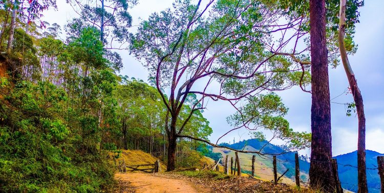 Richmont Vargem Alta