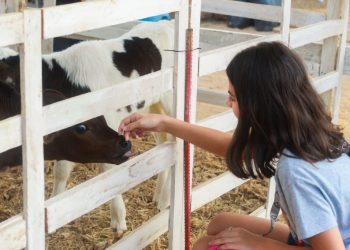 De fazendinha a esportes de aventura: Exposul tem diversão para a criançada
