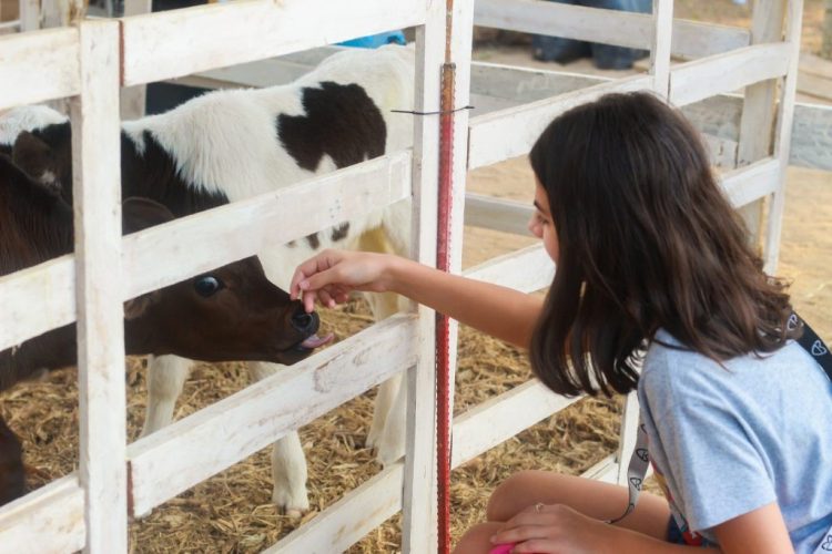 De fazendinha a esportes de aventura: Exposul tem diversão para a criançada