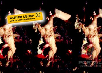 CPI dos Maus-Tratos Contra os Animais investiga a morte de 15 gatos em Atílio Vivácqua-ES