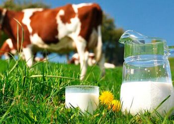 Produção de leite caiu 900 mil litros entre abril e agosto em Presidente Kennedy