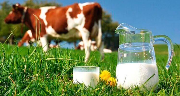 Produção de leite caiu 900 mil litros entre abril e agosto em Presidente Kennedy