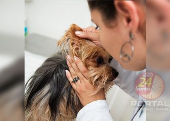 [Otites em cães e gatos] Como tratar e evitar a reincidência?