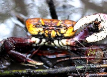 [CARANGUEJO-UÇÁ] Período do defeso começa no sábado (1º)