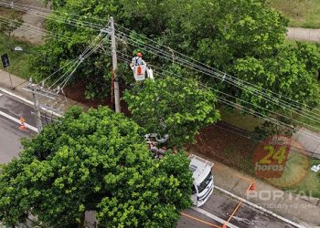 A EDP reforça cuidados no plantio de árvores durante a primavera
