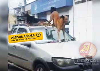[PERIGO] Cães ‘tiram onda’ em cima de picape no ES; vídeo
