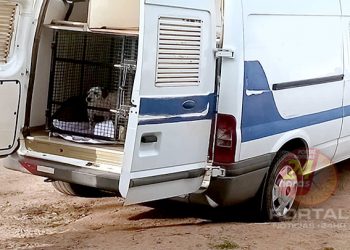 CPI intervém e cães que estavam em abrigo inadequado de Aracruz farão tratamento na Serra-ES