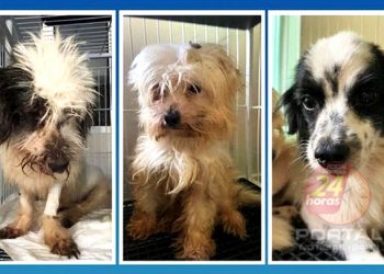 [53 cachorros] Mulher é presa por maus-tratos e animais são resgatados em Aracruz-ES