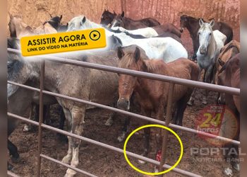 [CAVALOS] Operação ‘Dia de Caça’ descobre abate clandestino; 22 mandados de busca e apreensão em Alfredo Chaves, Guarapari e Viana-ES; VÍDEO
