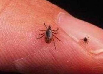 Saúde alerta para casos de febre maculosa em Cachoeiro de Itapemirim