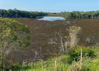 [Itapemirim] Prefeito assina Ordem de Serviço para remoção de plantas macrófitas na Lagoa Guannandy