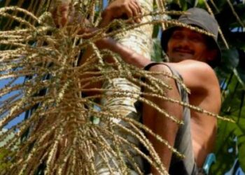 Crônica. Vai Catar coquinhos!!