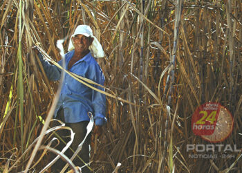 [Kennedy] Secretaria de Agricultura inicia cadastro de interessados no plantio de cana-de-açúcar no município