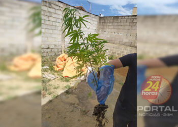 Polícia Civil apreende seis pés de maconha em Aracruz-ES