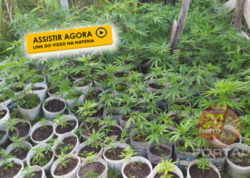 [VÍDEO] PC apreende mais de 100 pés de maconha em Marataízes-ES