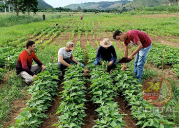 [Agricultura e pesquisa] Ifes de Santa Teresa vai analisar tecnologia de indústria de fertilizantes capixaba