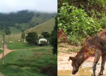 [São Simão] Comunidade de Cachoeiro-ES sofre com perda de cachorros envenenados e clama por ajuda