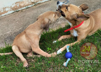 ADOTAR: Praça de Fátima recebe feira de adoção responsável de cães