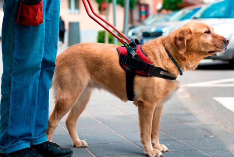 Cão-guia