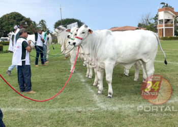 [Associação Capixaba dos Criadores de Nelore] 11ª Exponel de Vila Velha-ES é a última Exposição “Ouro” da raça em 2023