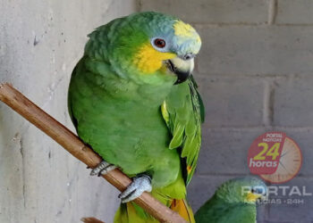 [Faísca] Papagaio-do-mangue é devolvido ao seu habitat natural