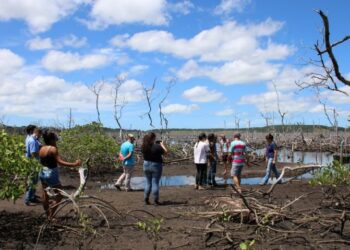 [Alerta] Maior manguezal do Espírito Santo corre o risco de desaparecer