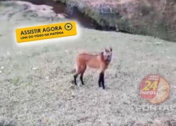 [Muniz Freire] Lobo-Guará reaparece nas montanhas do Caparaó