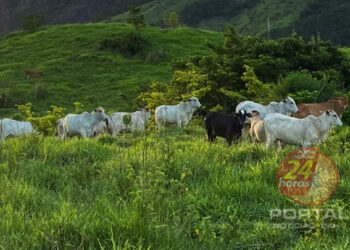 [Criações] Rebanho do Espírito Santo deve ser atualizado em novembro