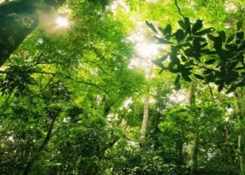 Governo anuncia plantio de 20 milhões de árvores em todo o Espírito Santo