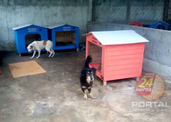 [Cuidados] Cachoeiro executa projetos voltados para o bem-estar animal