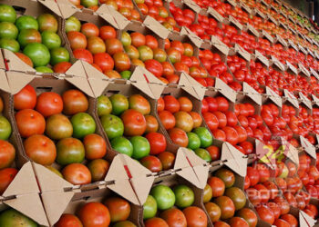 Inscrições abertas para Concurso de Qualidade do Melhor Tomate de Mesa de Venda Nova do Imigrante
