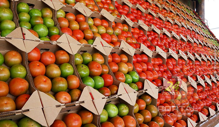 Inscrições abertas para Concurso de Qualidade do Melhor Tomate de Mesa de Venda Nova do Imigrante