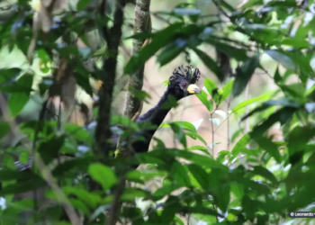 Pesquisadores acham ave desaparecida há 40 anos