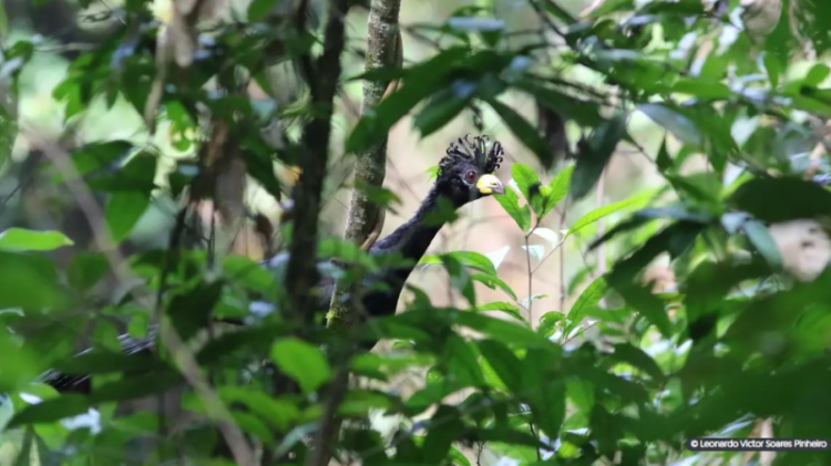 Pesquisadores acham ave desaparecida há 40 anos