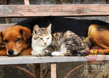 [Ales] Punição para agressor de animais pode aumentar