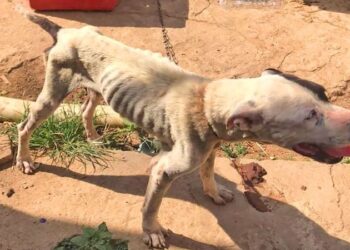 [CPI dos Maus-Tratos] Cadela é encontrada em pele e osso em Cachoeiro de Itapemirim