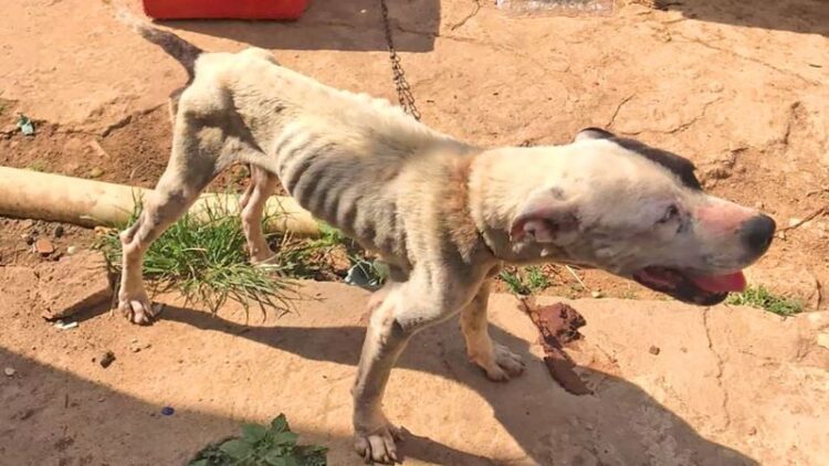 [CPI dos Maus-Tratos] Cadela é encontrada em pele e osso em Cachoeiro de Itapemirim