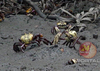 [Estado] Publicado novo calendário do período de andada do caranguejo-uçá
