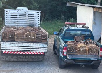[Cachoeiro] Polícia Ambiental apreende 179 pássaros em cativeiro no Gilson Carone