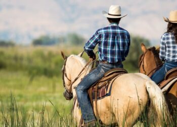 Crônica • Plantão 24H