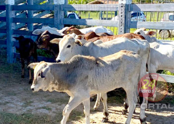 [Atualização cadastral de rebanhos] Faltam poucos dias para terminar o prazo