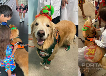 ‘Cãoterapeuta’ faz visita especial para crianças internadas no Hospital Infantil de Vitória