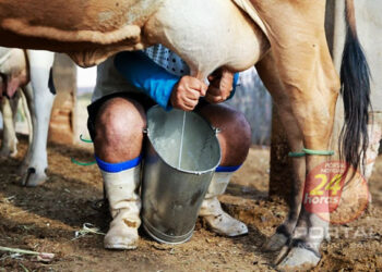 3° maior produtor de leite do Brasil, Espírito Santo discute problemas