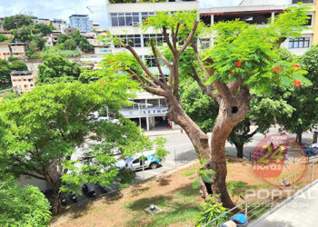 [Câmara de Cachoeiro] Flamboyant • Árvore centenária volta a florir